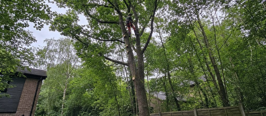 Houses tucked among the oak and birch of Bricket Wood, a climber working a stem above an unmade gravel lane