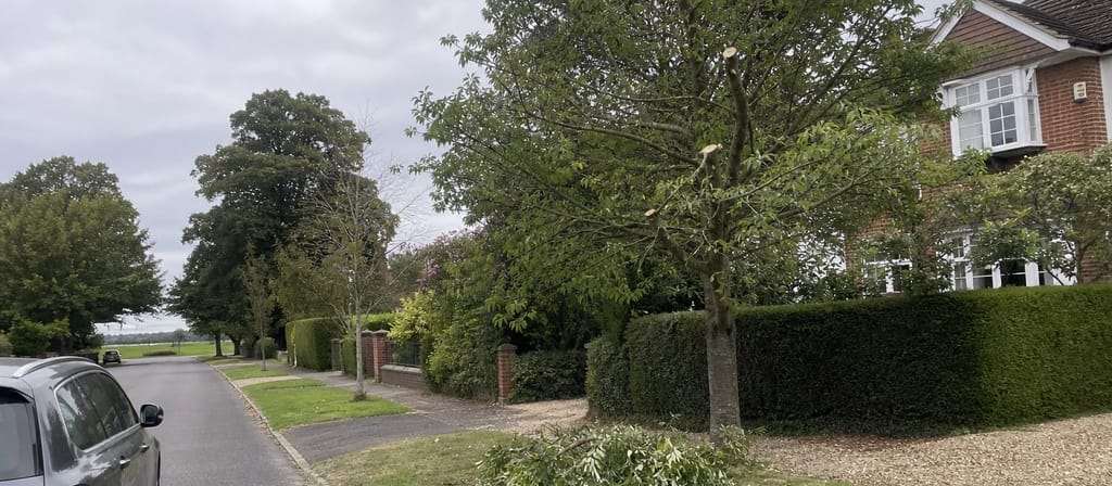 A wide leafy Harpenden road with grass verges and mature street limes, brash on the verge after a front garden reduction