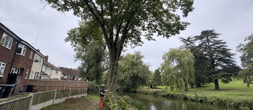 Post-war housing in London Colney backing onto the river, with the mature parkland cedars beyond