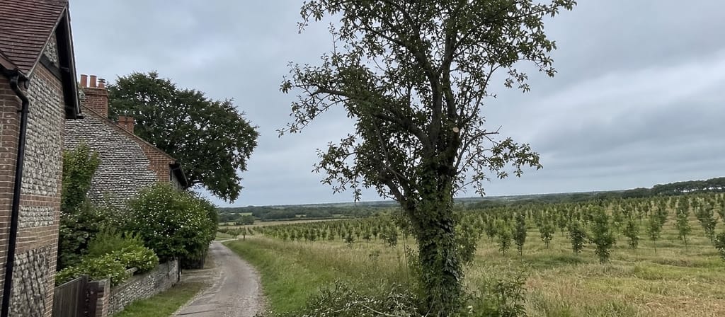A narrow Sandridge lane between flint cottages and open farmland, a hedgerow tree part reduced with brash on the verge