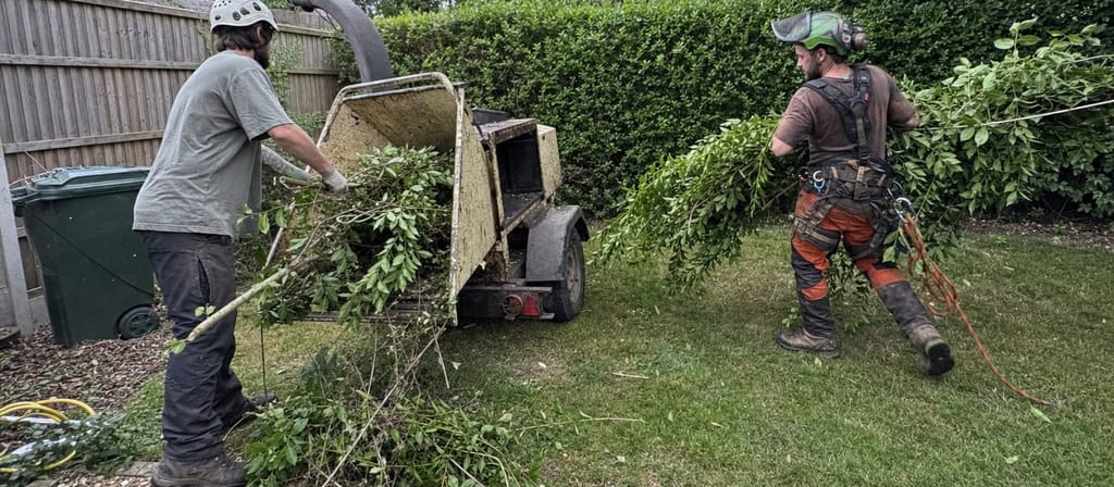 Two of the team on a St Albans job, one feeding brash into the chipper while the other drags an armful across the lawn