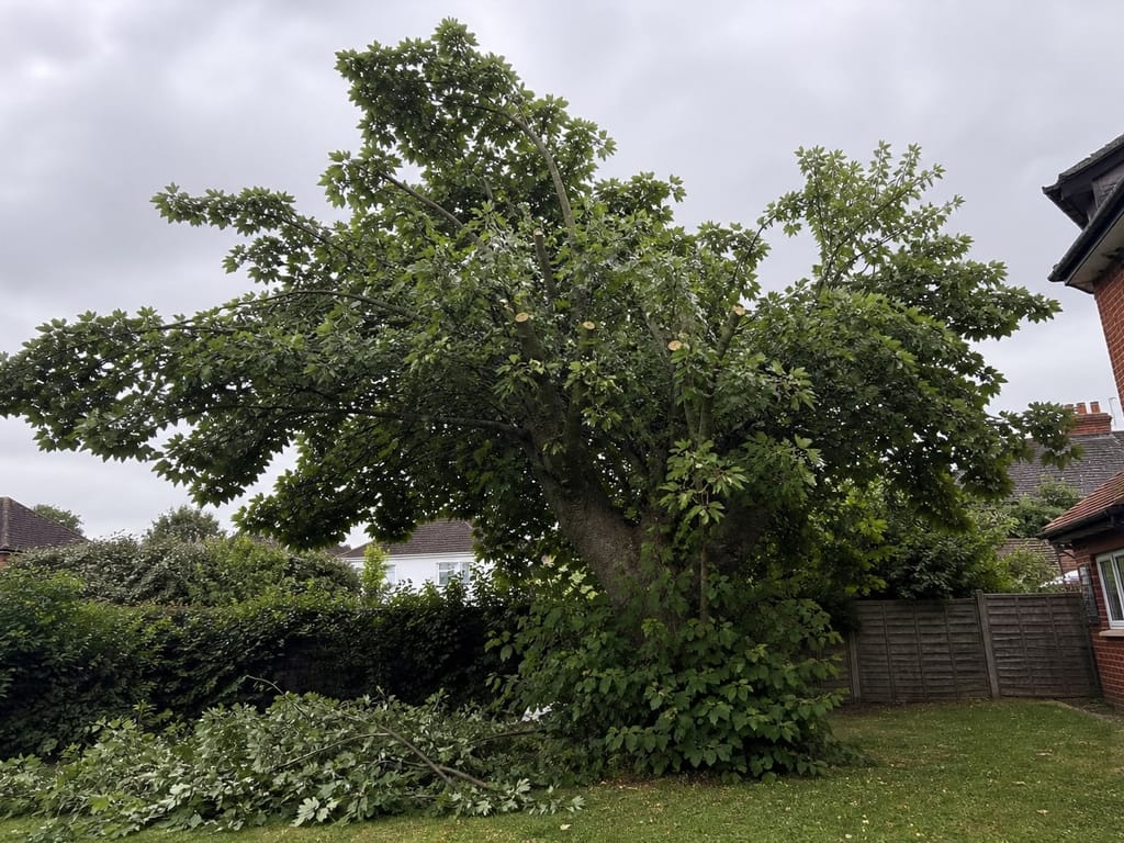 Crown reduction on a mature lime, the reduced crown holding its natural shape above a pile of brash on the lawn