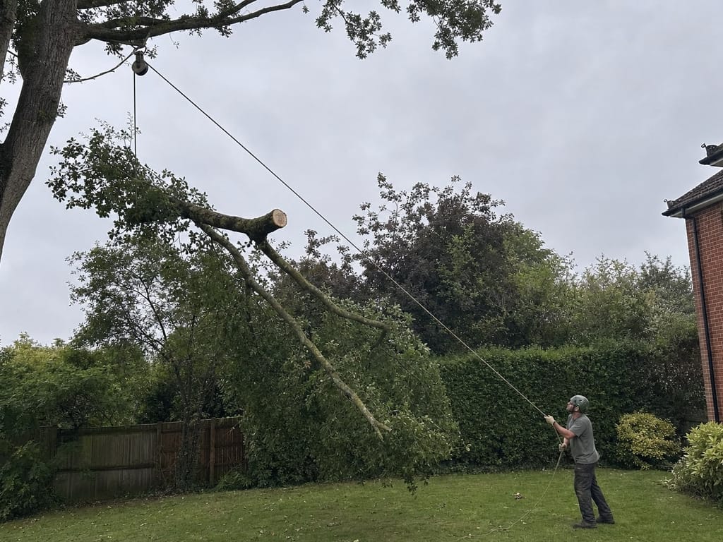 Rigging a limb down to the ground, the lowering rope running through a pulley to a groundsman braced on the running end