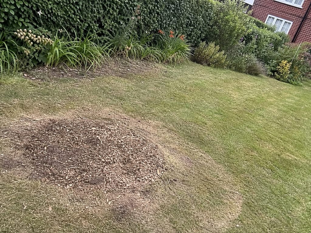 Stump ground out and backfilled, the pale grindings raked level into the lawn where the tree stood