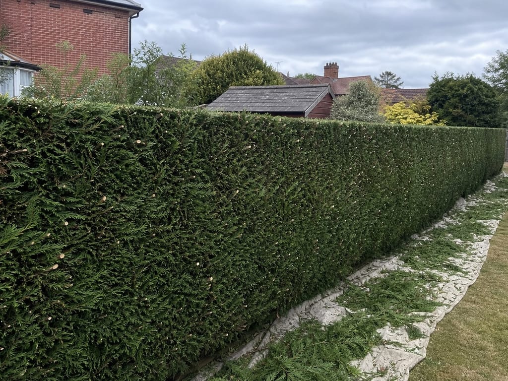 Leylandii boundary reduced in height and faced up flat, with the clippings sheeted along the base