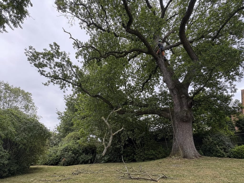 Deadwooding an old garden oak, bare grey deadwood coming out of an otherwise full crown