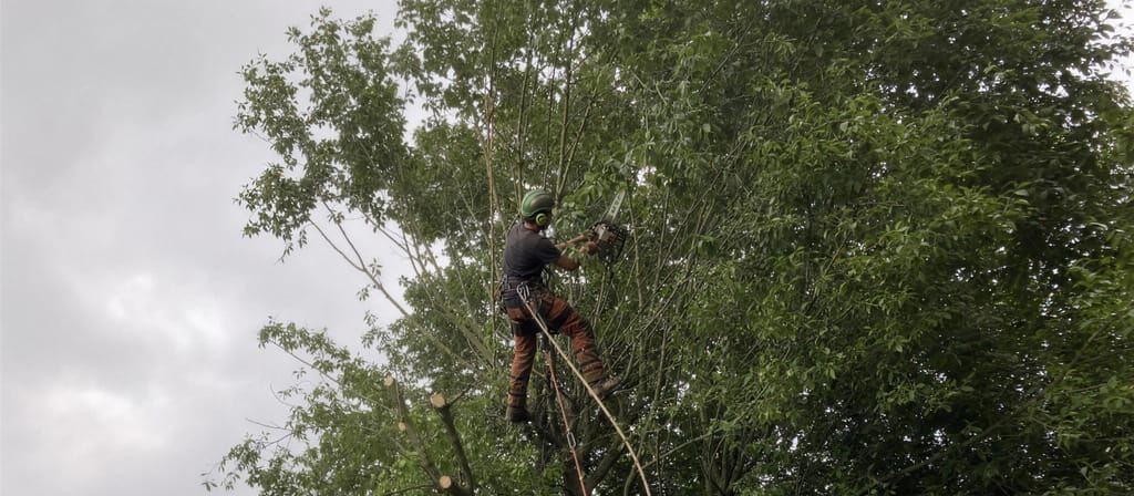 Climber roped into the crown of a mature garden tree part way through a reduction, pale cut tips showing against the remaining foliage