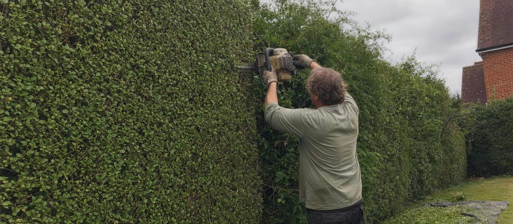 Boundary hedge half faced up, the sharp new cut face meeting the shaggy uncut run, clippings sheeted along the base