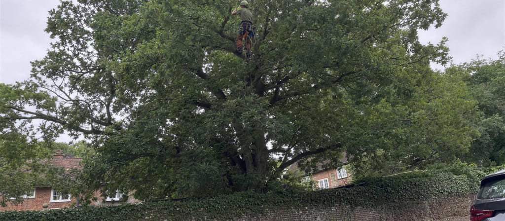 Mature oak standing behind a flint and brick wall on a conservation area street, with a climber working carefully in the crown