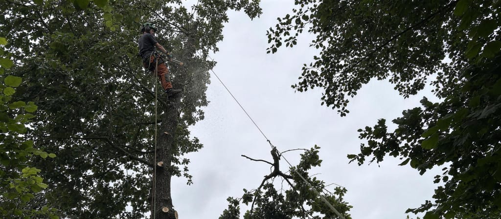 Climber roped into the upper stem of a garden tree mid-cut, with a rigged limb hanging clear on the lowering line
