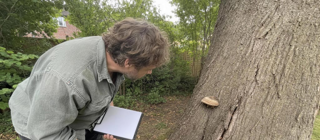 Arborist bent close to a mature trunk examining a fungal bracket, tape measure and clipboard in hand